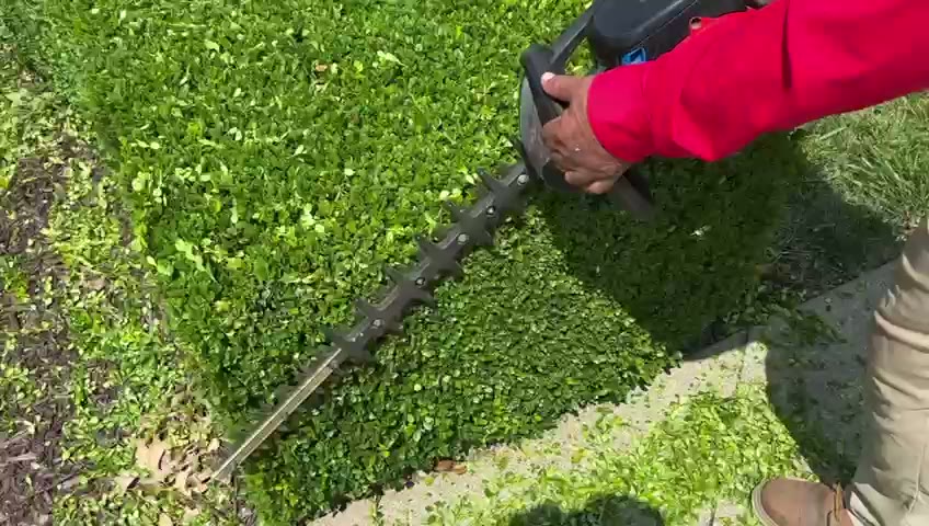 Hedge Trimming & Maintenance — featured photo