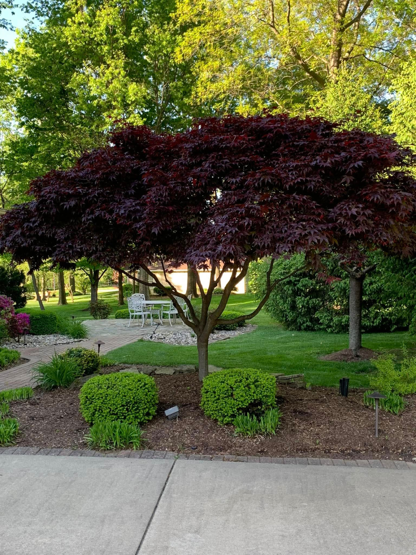Landscaped ornamental tree and shrub bed