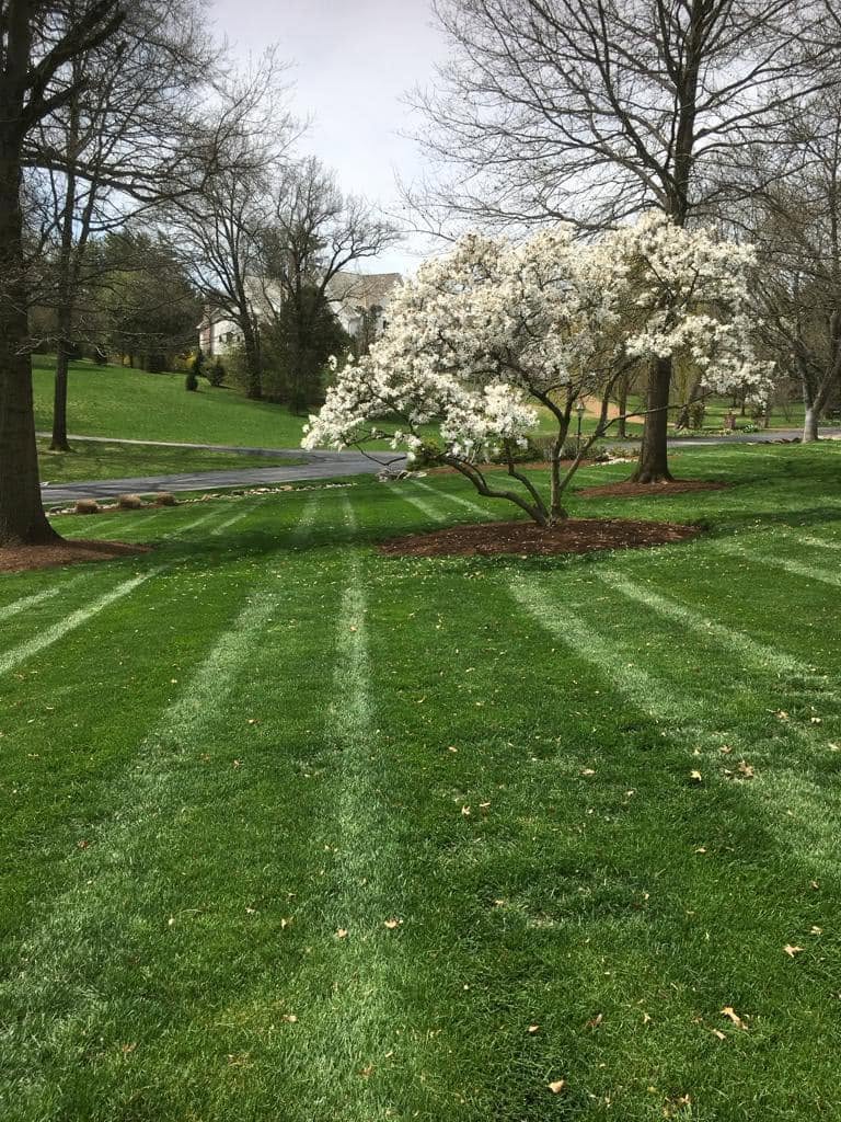 Finished lawn care with clean striped mowing pattern