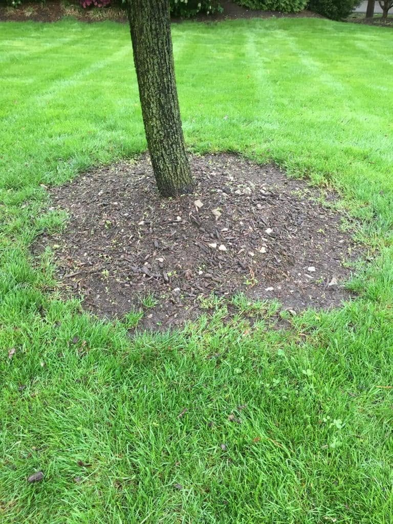 Tree bed before lawn edge redefining